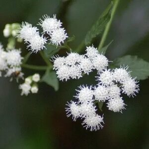 Snakeroot - Ageratina Altissima
