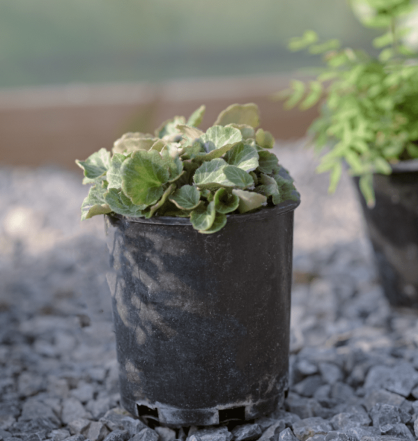 Strawberry Begonia - Saxifraga Stolonifera - Image 2