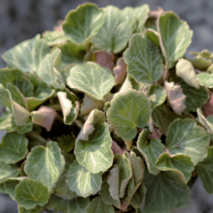 Strawberry Begonia - Saxifraga Stolonifera