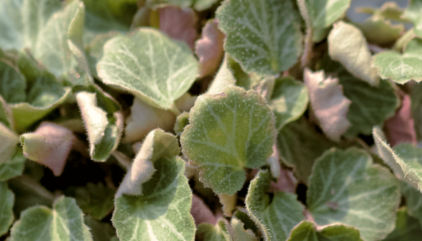 Strawberry Begonia - Saxifraga Stolonifera - Image 3