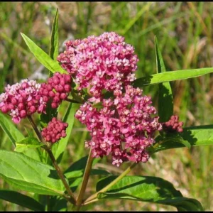 Swamp Milkweed - Asclepias Incarnata