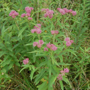 Swamp Milkweed - Asclepias Incarnata (1Gal)