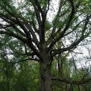Swamp White Oak - Quercus Bicolor