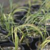 Variegated Sweet Flag - Acorus Calamus 'Variegatus' - Image 3