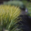 Variegated Sweet Flag - Acorus Calamus 'Variegatus' - Image 2