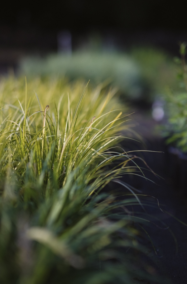 Variegated Sweet Flag - Acorus Calamus 'Variegatus' - Image 2