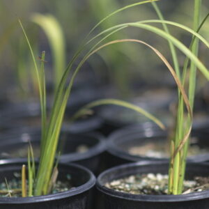 Variegated Sweet Flag - Acorus Calamus 'Variegatus'