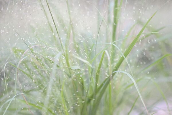 Switchgrass - Panicum Virgatum - Image 2