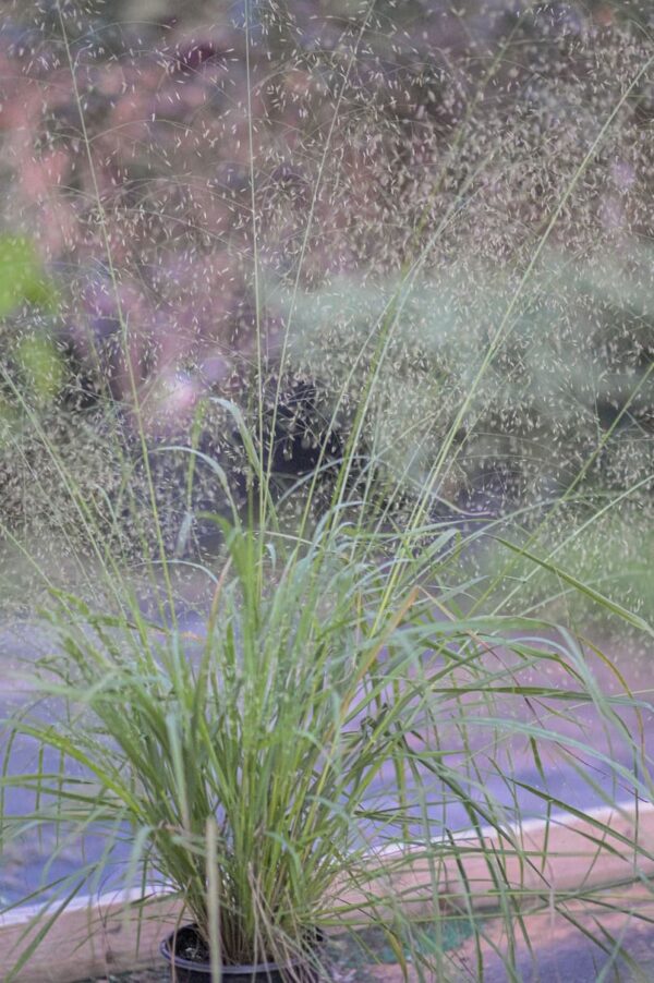 Switchgrass - Panicum Virgatum - Image 3