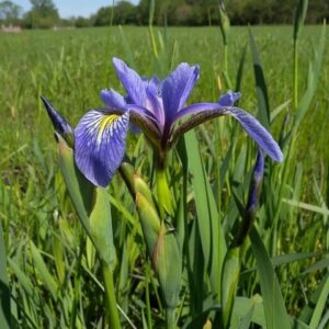 Virginia Iris - Iris Virginica