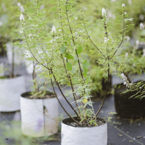 Purple Vitex - Vitex Agnus-Castus 7 Gallon