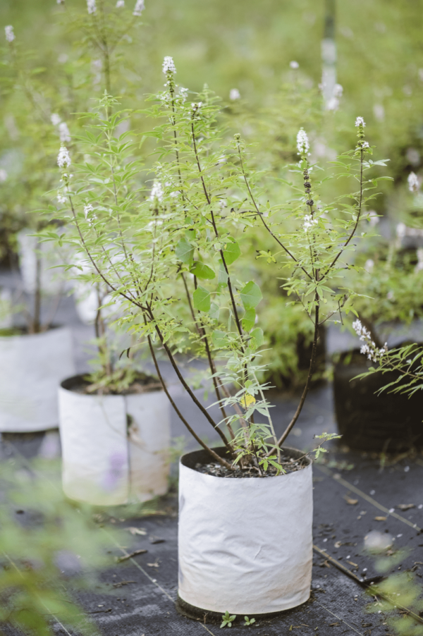 Purple Vitex - Vitex Agnus-Castus 7 Gallon