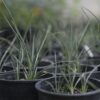 Red Yucca - Hesperaloe Parviflora / Color Guard Yucca - Image 3