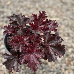 Coral Bells (Purple) / American Coral Bells (Green)
