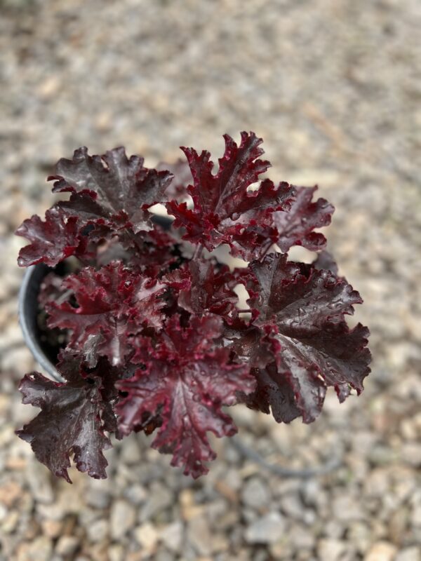 Coral Bells (Purple) / American Coral Bells (Green)