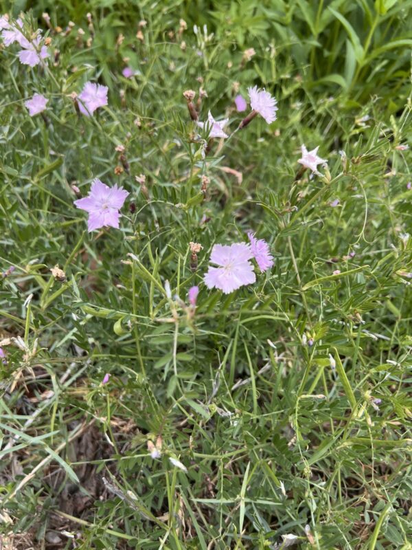 Dianthus 'Baths Pink' - Image 2