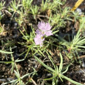 Dianthus 'Baths Pink'