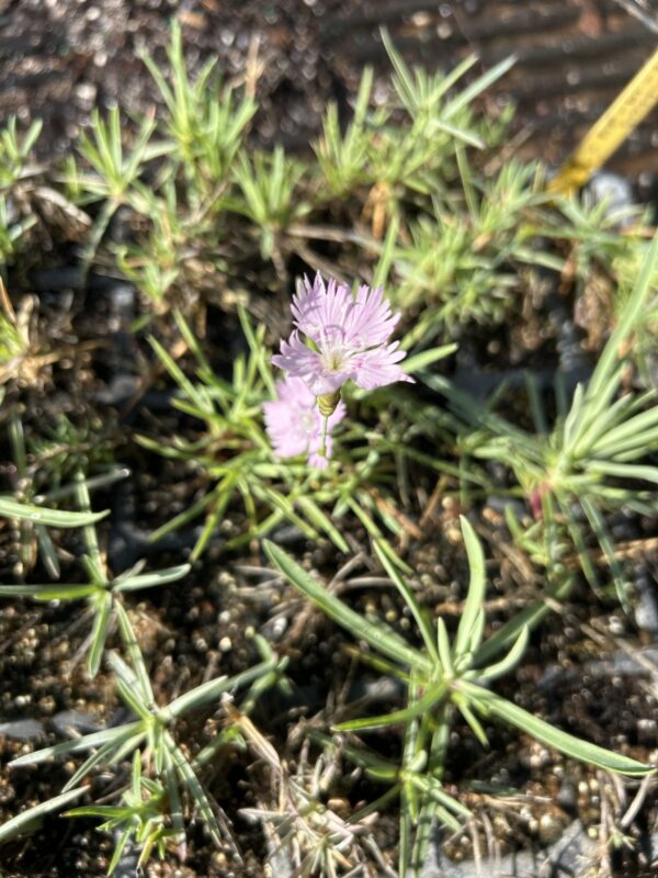 Dianthus 'Baths Pink'