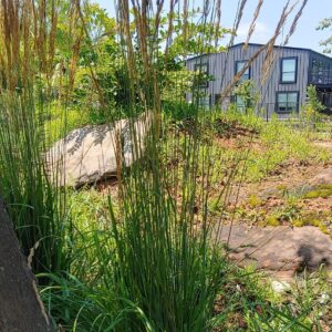 Side view of karl forester reed grass