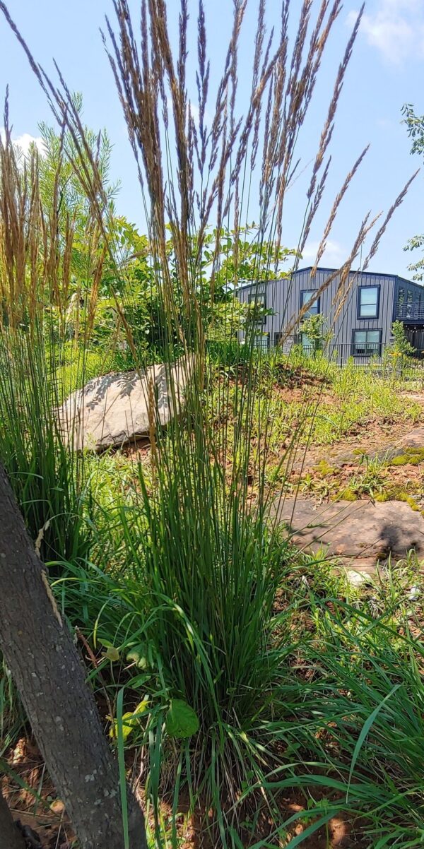 Side view of karl forester reed grass