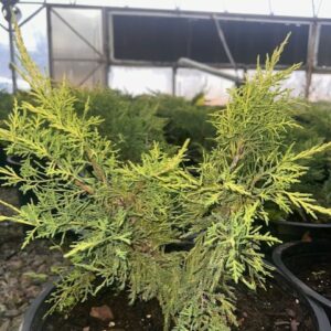 Daubs Frosted Juniper