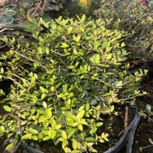 Dwarf Yaupon Holly