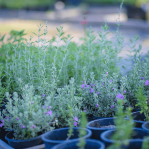 Texas Sage - Leucophyllum Frutenscens