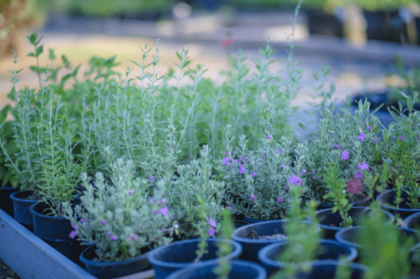 Texas Sage - Leucophyllum Frutenscens