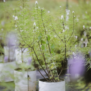 Vitex