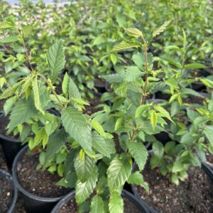 American Elm