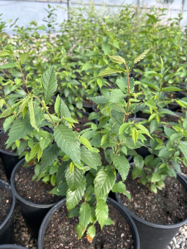 American Elm
