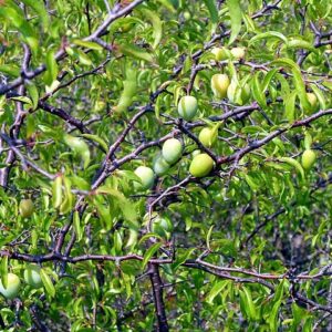 Chickasaw Plum-Prunus Angustifolia (5Gal)