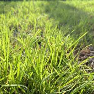 Tumble Grass Chloris V