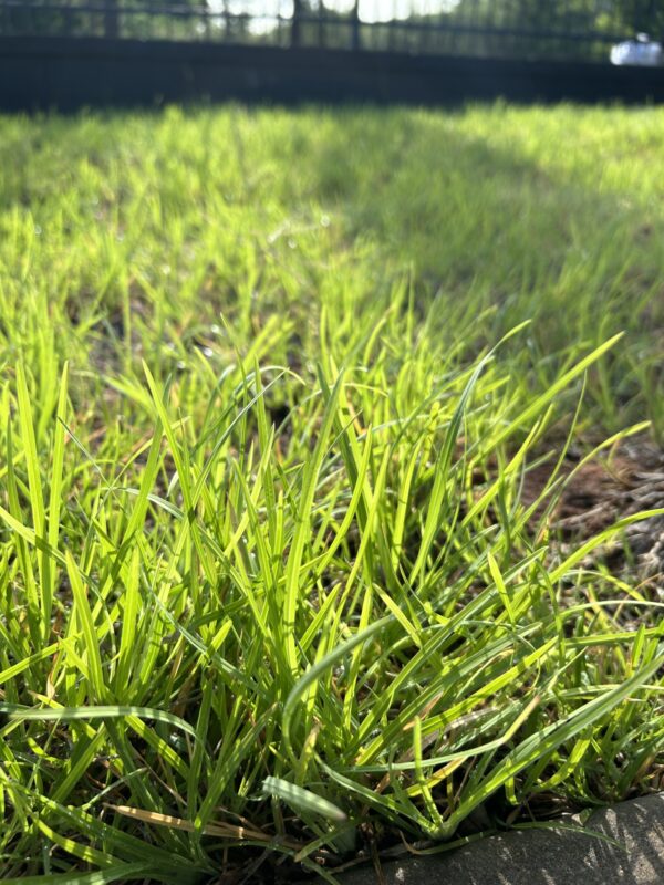 Tumble Grass Chloris V