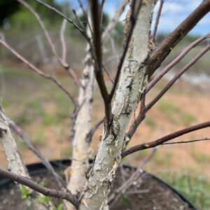 River Birch