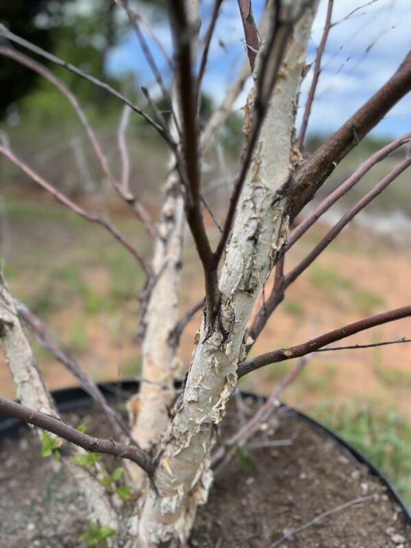 River Birch