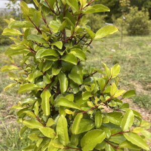 Rusty Blackhaw Viburnum