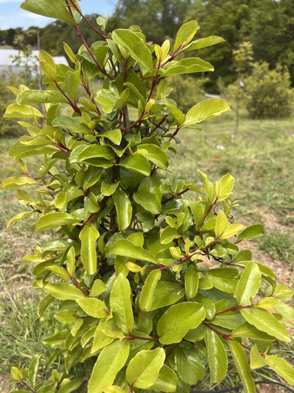 Rusty Blackhaw Viburnum