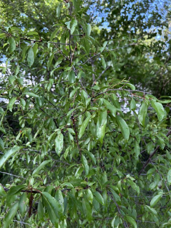 Chickasha Sand Plum - Image 2