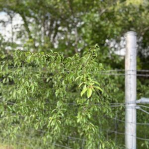 Chickasha Sand Plum