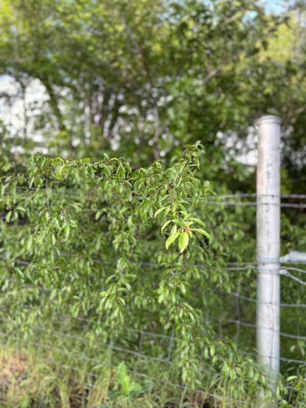 Chickasha Sand Plum