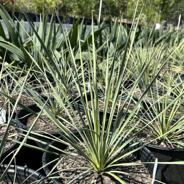 Soapweed Yucca (5Gal) - Image 2