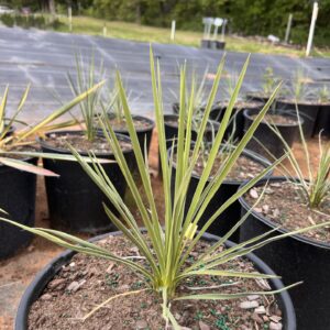 Soapweed Yucca