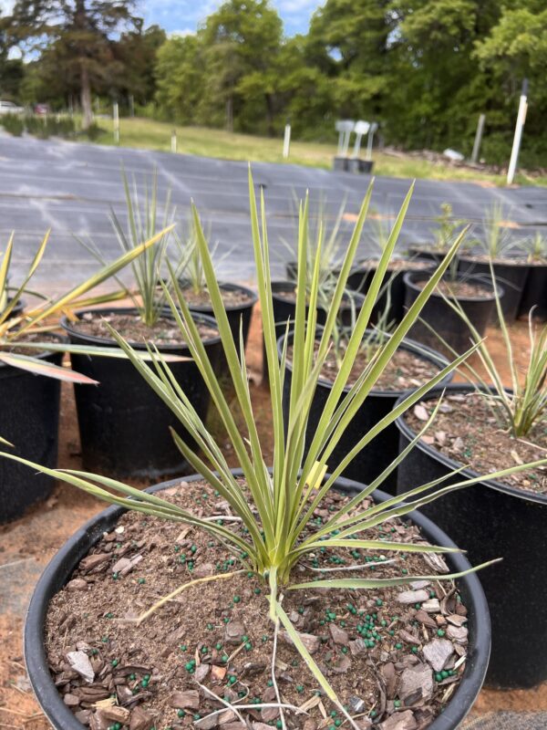 Soapweed Yucca