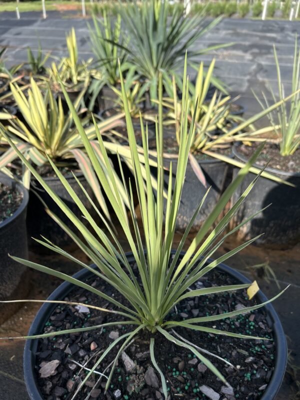 Soapweed Yucca - Image 2