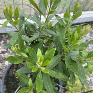 Southern Wax Myrtle - Myrica cerifera