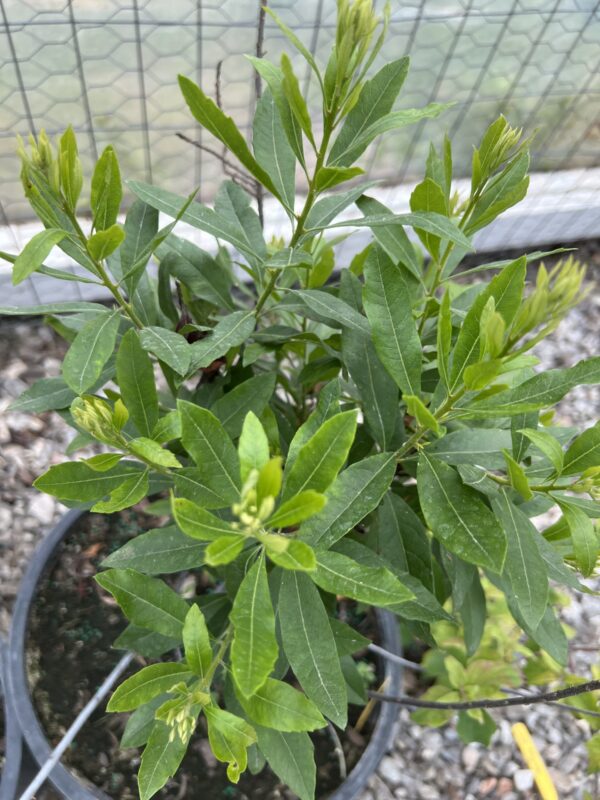 Southern Wax Myrtle - Myrica cerifera