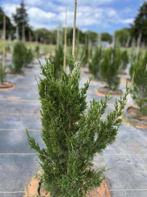 Spartan Juniper - Image 2