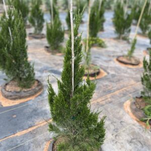 Spartan Juniper