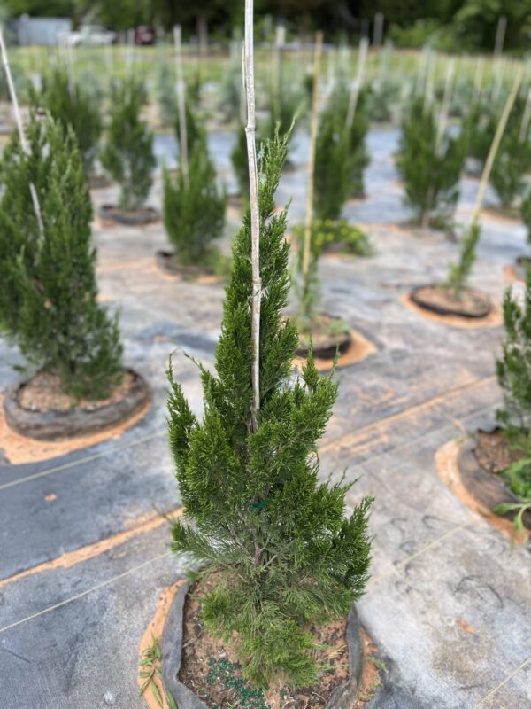Spartan Juniper